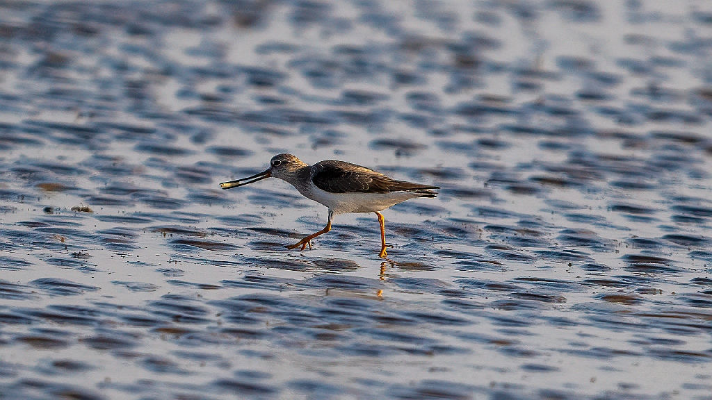 Terek Sandpiper